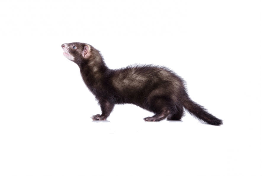 Lauksaimniecības dzīvnieku pārdošana